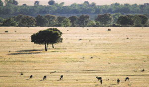 Lee más sobre el artículo LA RAÑA EN ALCOBA DE LOS MONTES