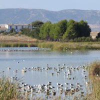 LA LAGUNA DE NAVASECA DE DAIMIEL