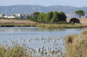 En este momento estás viendo LA LAGUNA DE NAVASECA DE DAIMIEL