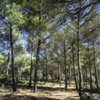 PARQUE FORESTAL DE LA ATALAYA DE CIUDAD REAL