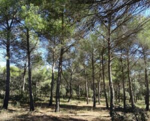 Lee más sobre el artículo PARQUE FORESTAL DE LA ATALAYA DE CIUDAD REAL