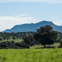 DEHESA DE CASTILSERAS EN ALMADÉN, ALMADENEJOS Y ALAMILLOS
