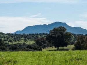 Lee más sobre el artículo DEHESA DE CASTILSERAS EN ALMADÉN, ALMADENEJOS Y ALAMILLOS