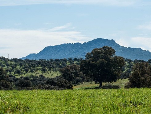 En este momento estás viendo DEHESA DE CASTILSERAS EN ALMADÉN, ALMADENEJOS Y ALAMILLOS