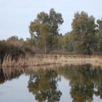 RÍO ALCUDIA
