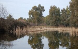 Lee más sobre el artículo RÍO ALCUDIA