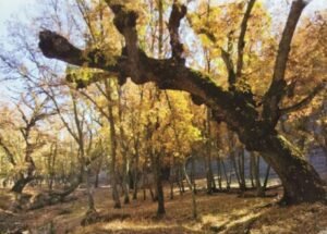 Lee más sobre el artículo BONAL DEL BARRANCO DE LOS MEMBRILLOS DE PUEBLA DE DON RODRIGO
